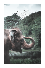 Elephant Profile Poster
