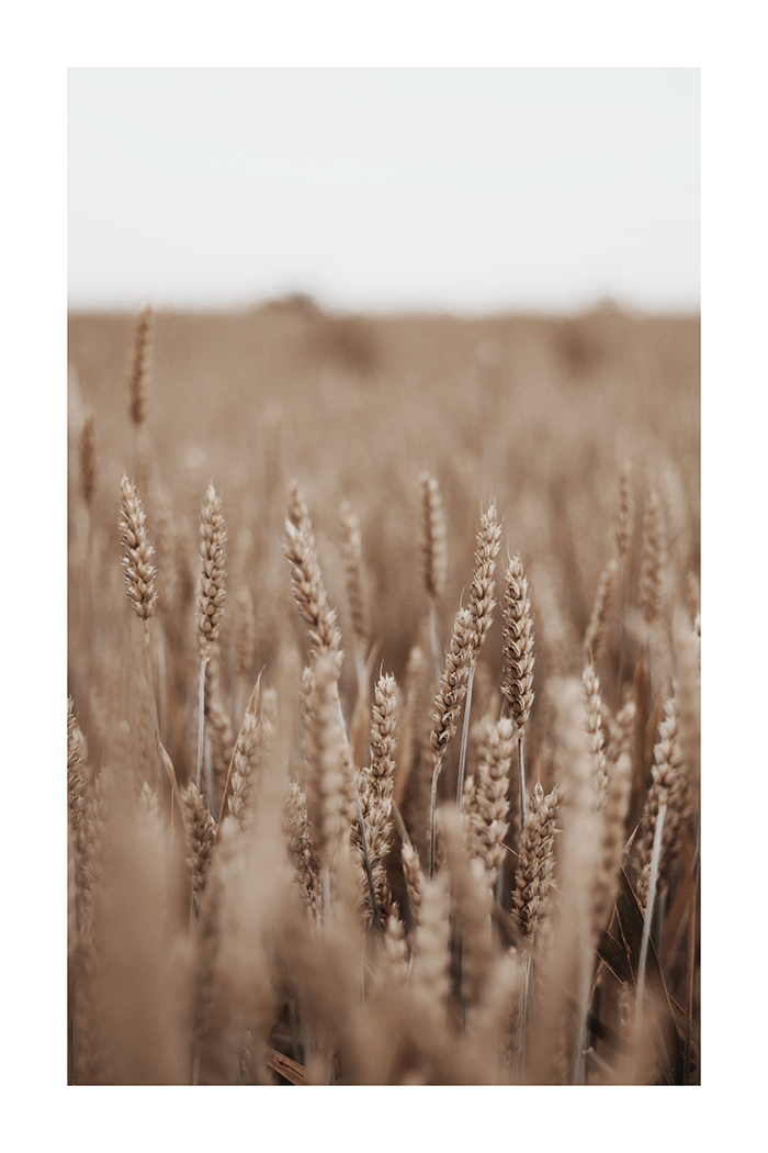 Autumn Wheat Field Poster