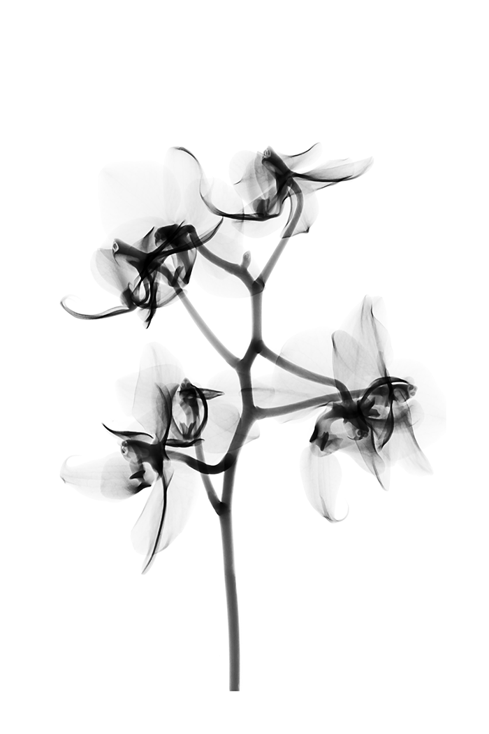 Black Watercolor Flower Poster