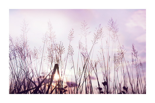 Purple Flower Bush Photo Poster