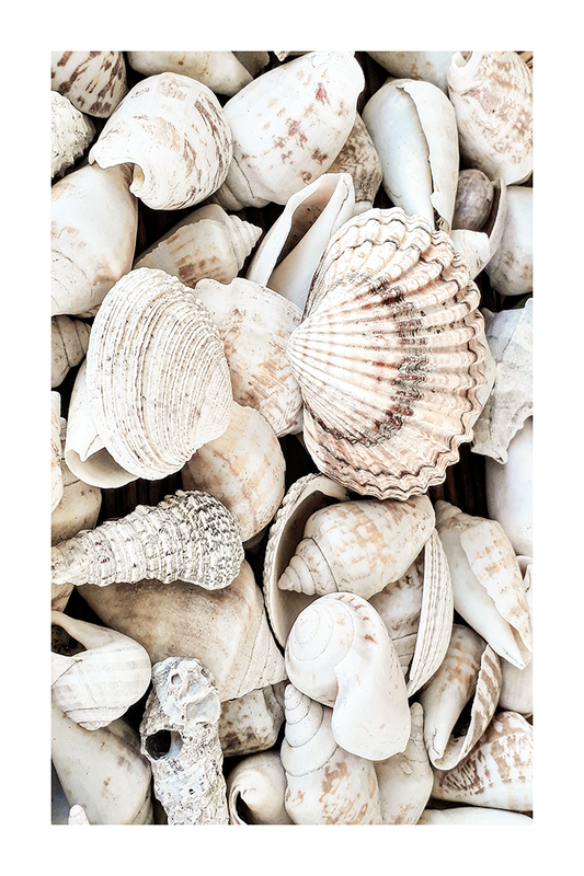 Beige Shell Poster