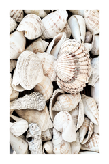 Beige Shell Poster