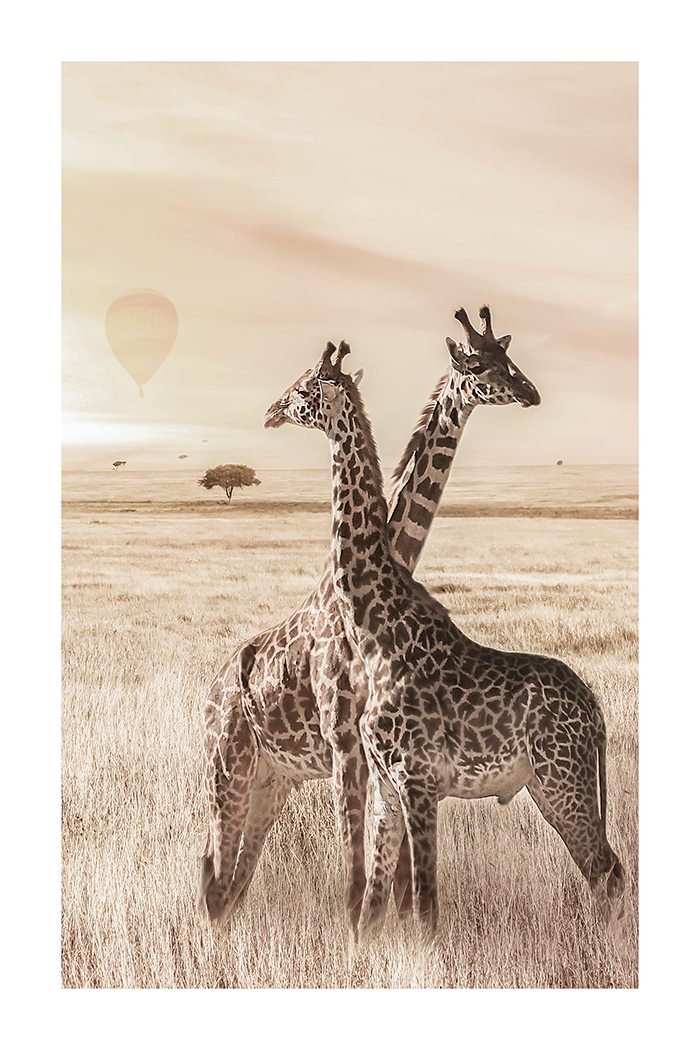 Giraffe Poster