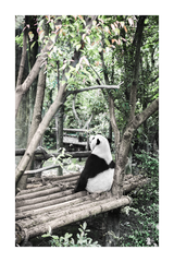 Panda Poster