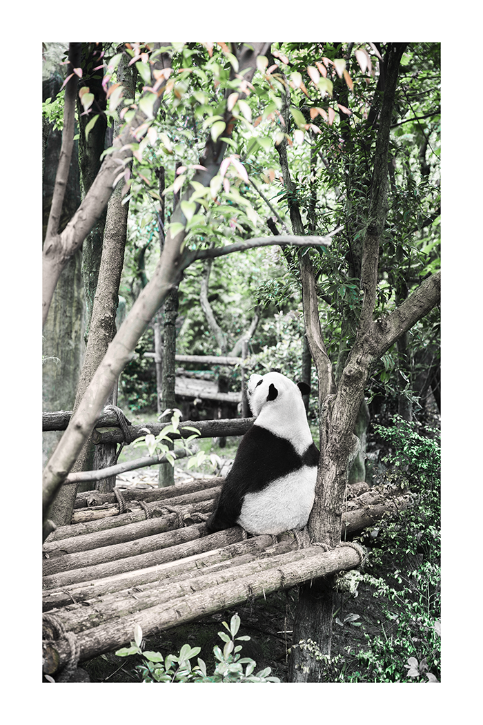 Panda Poster