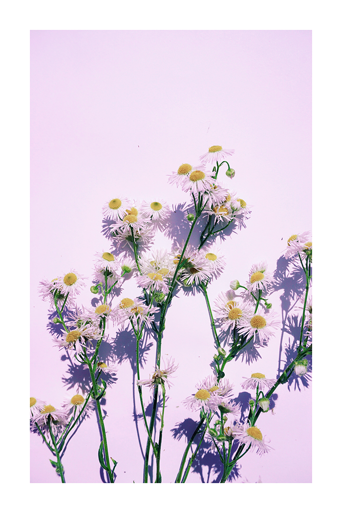 Purple Daisy Poster
