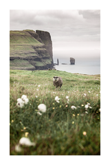 Sheep in the Grassland Poster