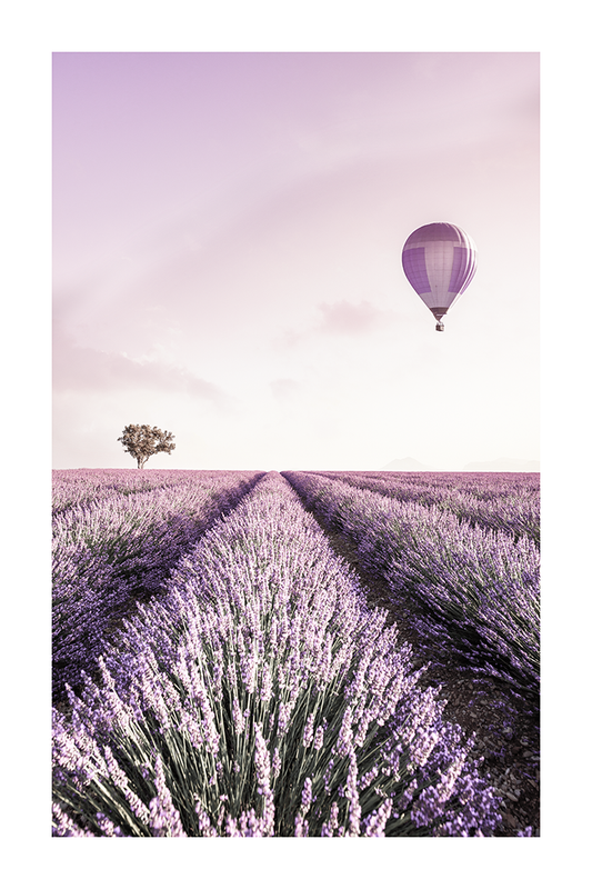 Purple Lavender Field Poster