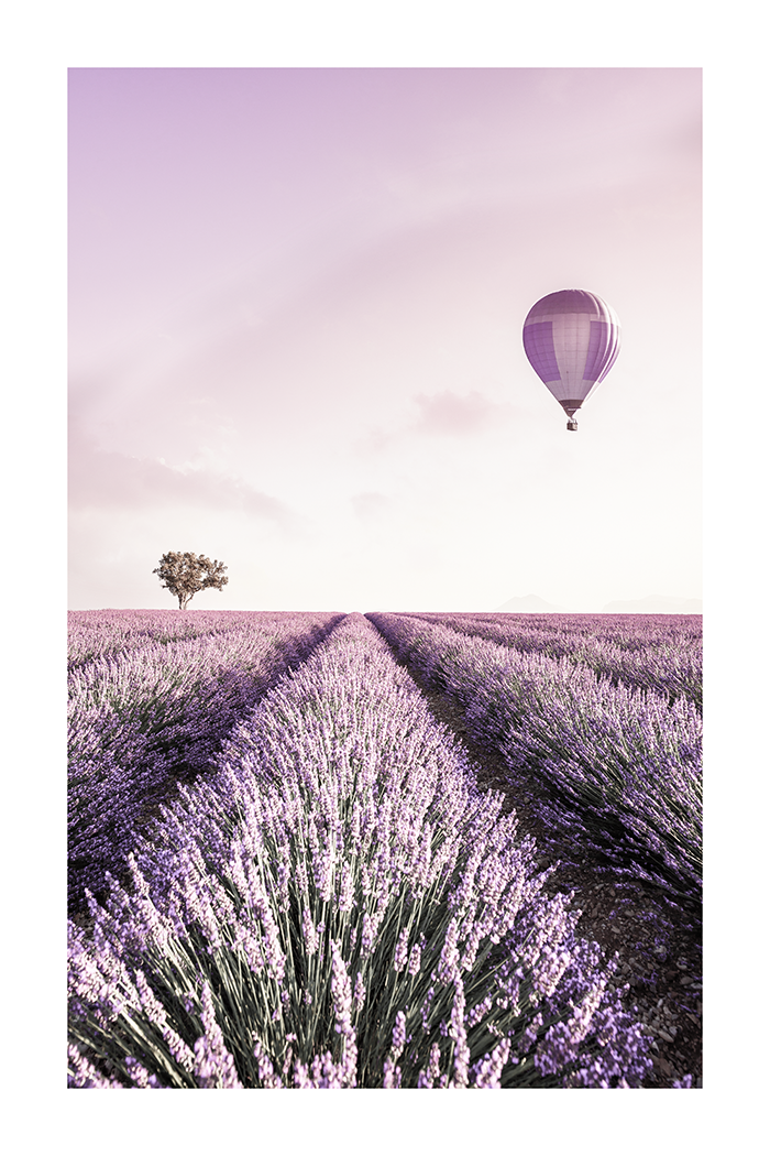 Purple Lavender Field Poster