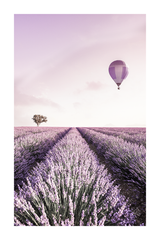 Purple Lavender Field Poster