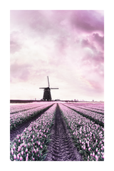 Purple Windmill Lavender Poster