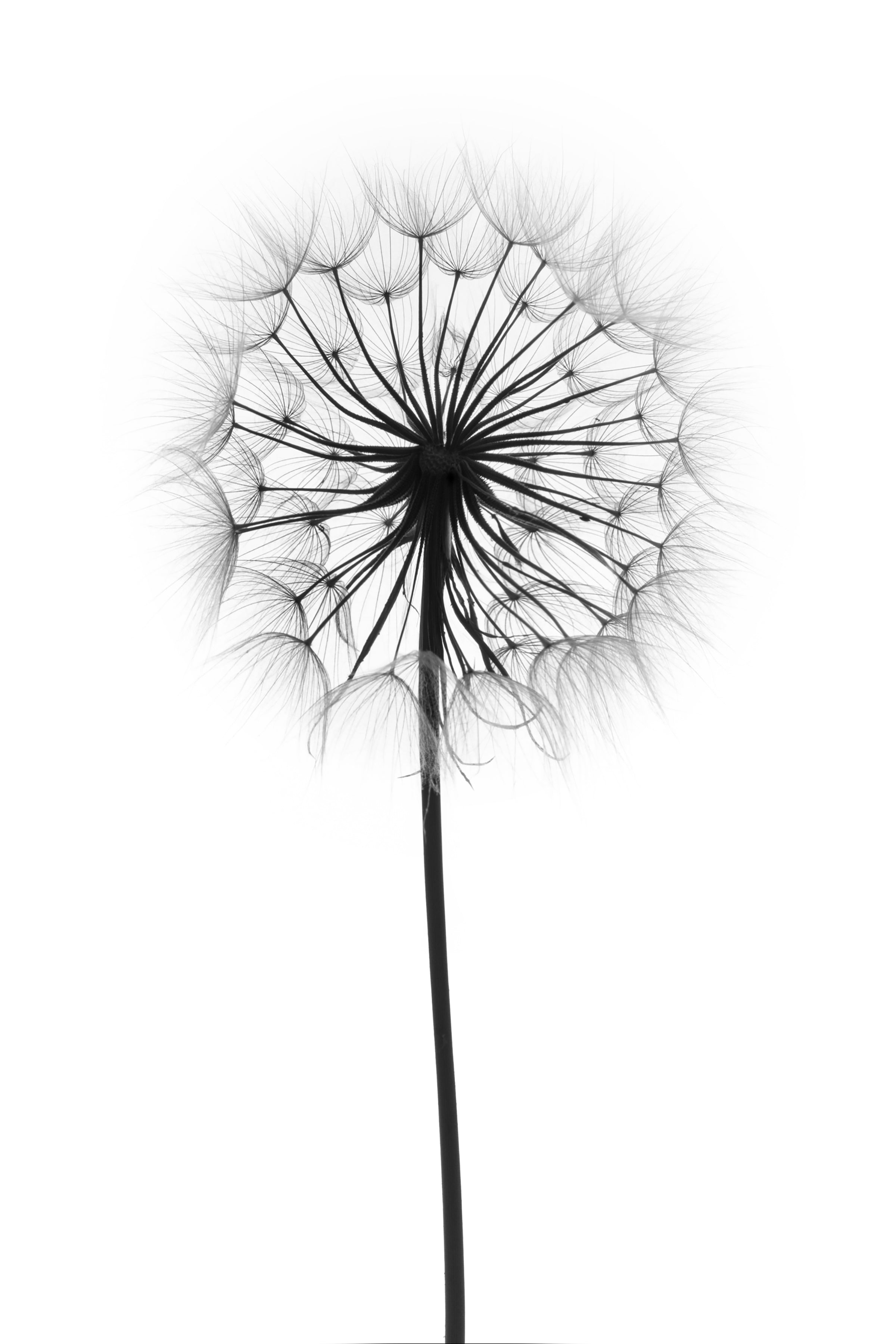 Dandelion Poster