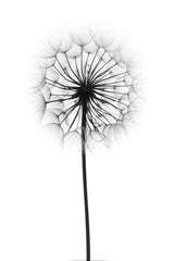 Dandelion Poster