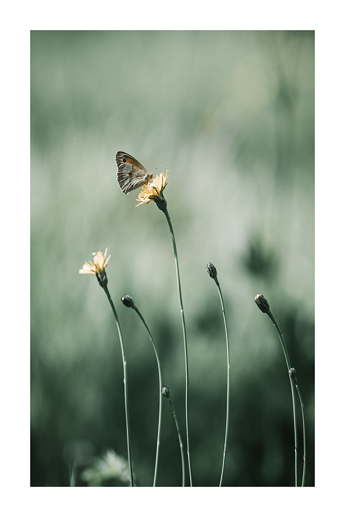 Foraging Butterfly Poster