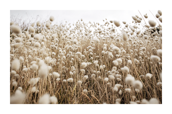 Field of Dry Flowers Poster