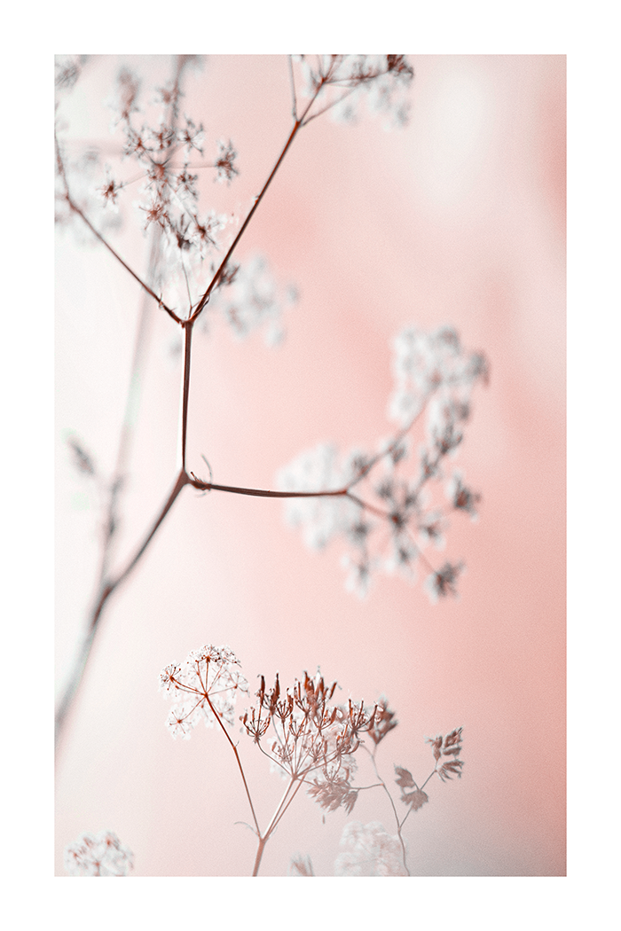 Cow Parsley Close Up Poster