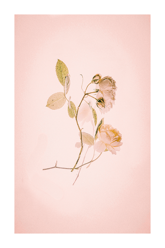 Golden Flower Close Up Poster