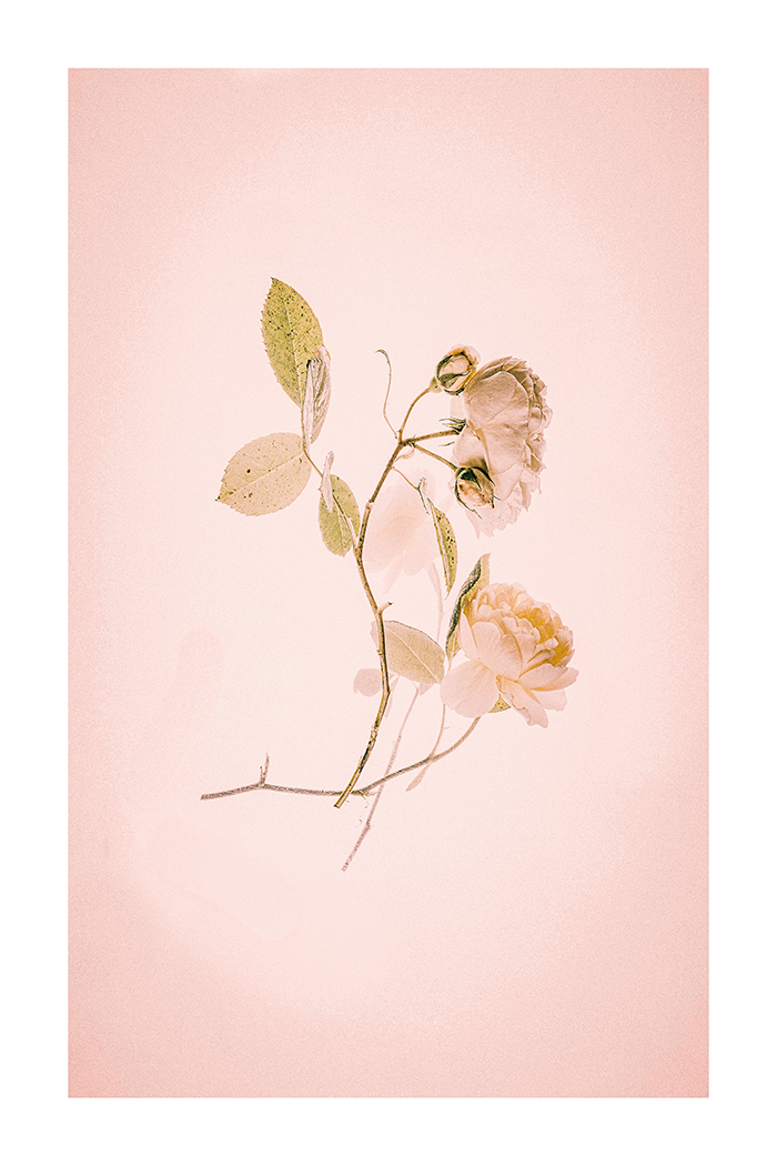Golden Flower Close Up Poster