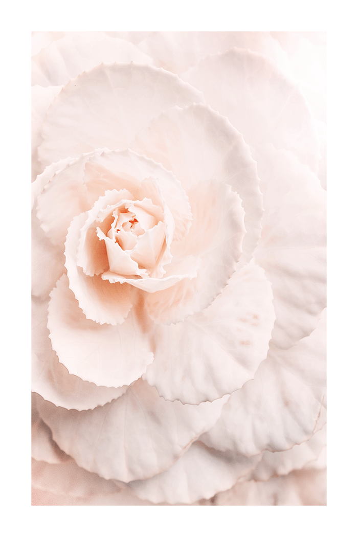 Pink Rose Petal Poster