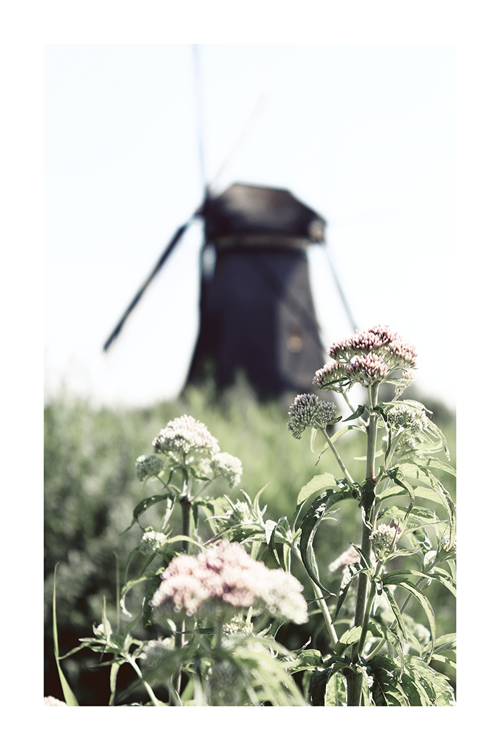 Blurry Wild Flower Poster