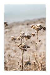 Dry Flower in Wilderness Poster