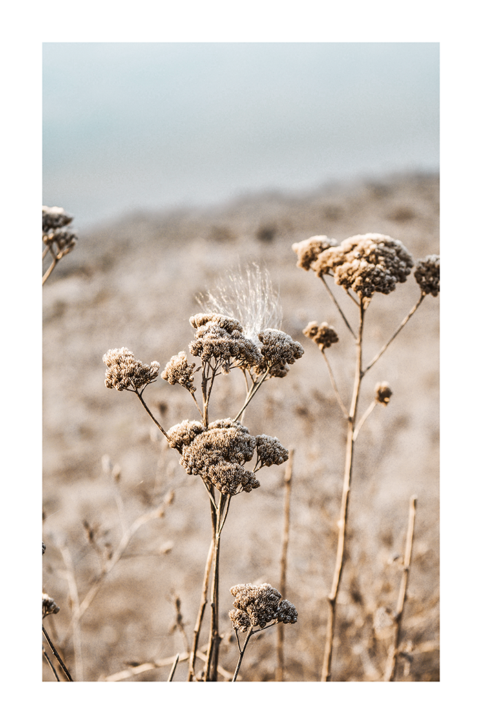 Dry Flower in Wilderness Poster
