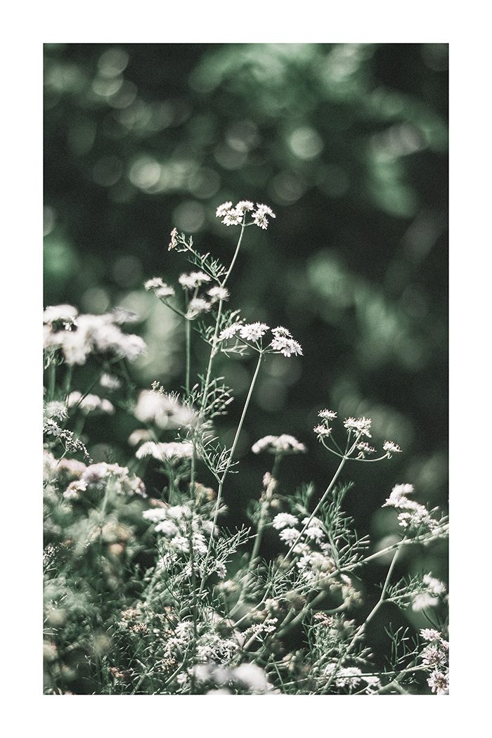 Wildflower Close Up Poster