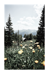 Summer Wild Flowers Poster