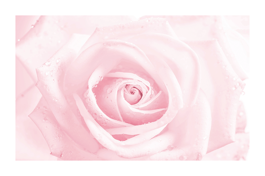 Delicate Pink Rose Poster