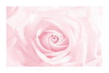 Delicate Pink Rose Poster