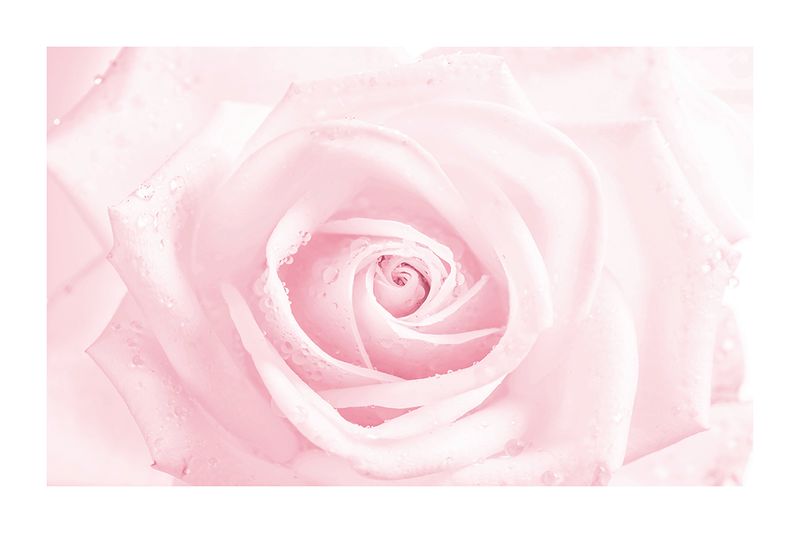 Delicate Pink Rose Poster
