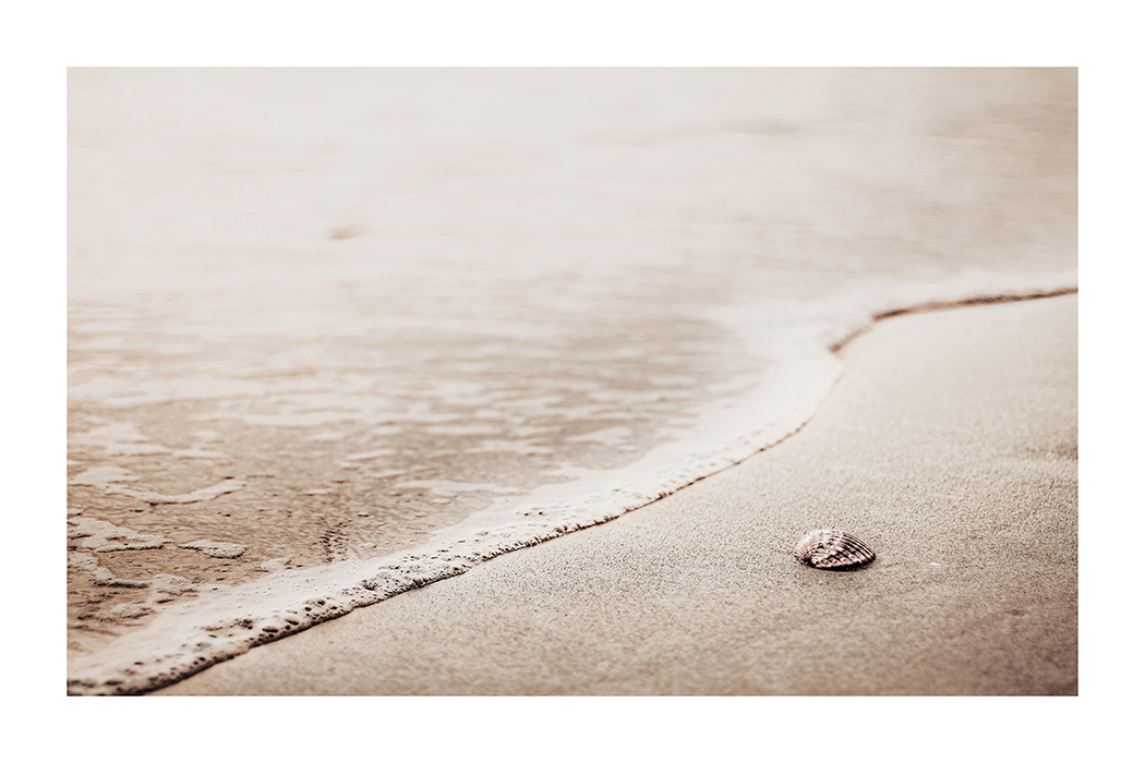 Seashell in the Beach Poster