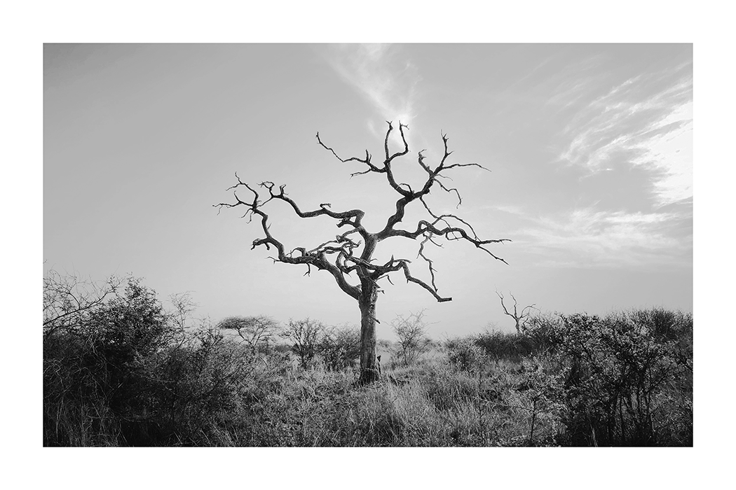 Dry Tree Poster