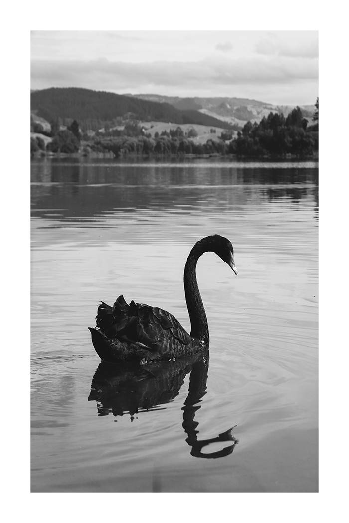 Black Swan Poster