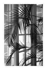 Palm Leaf by the Door Poster