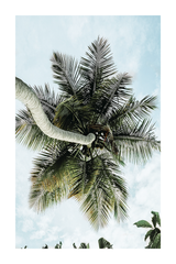 Beneath Palm Tree Poster