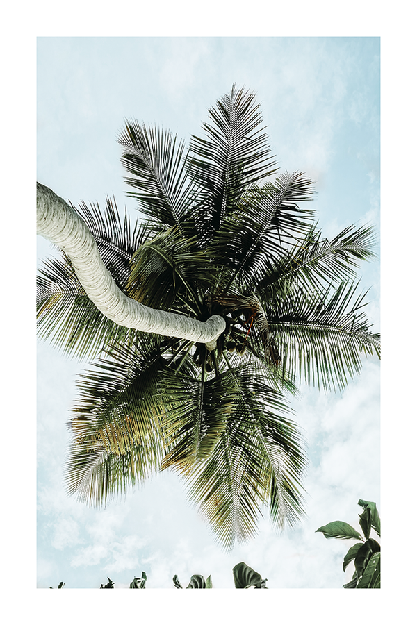 Beneath Palm Tree Poster