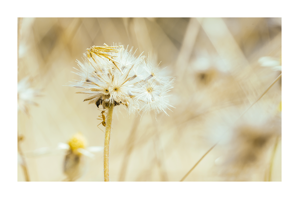 Yellow Dandelion Poster