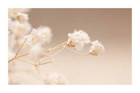 Small Dried Flower Poster