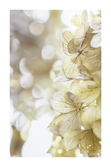 Yellow Leaf Close Up Poster