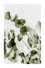 Eucalyptus Poster