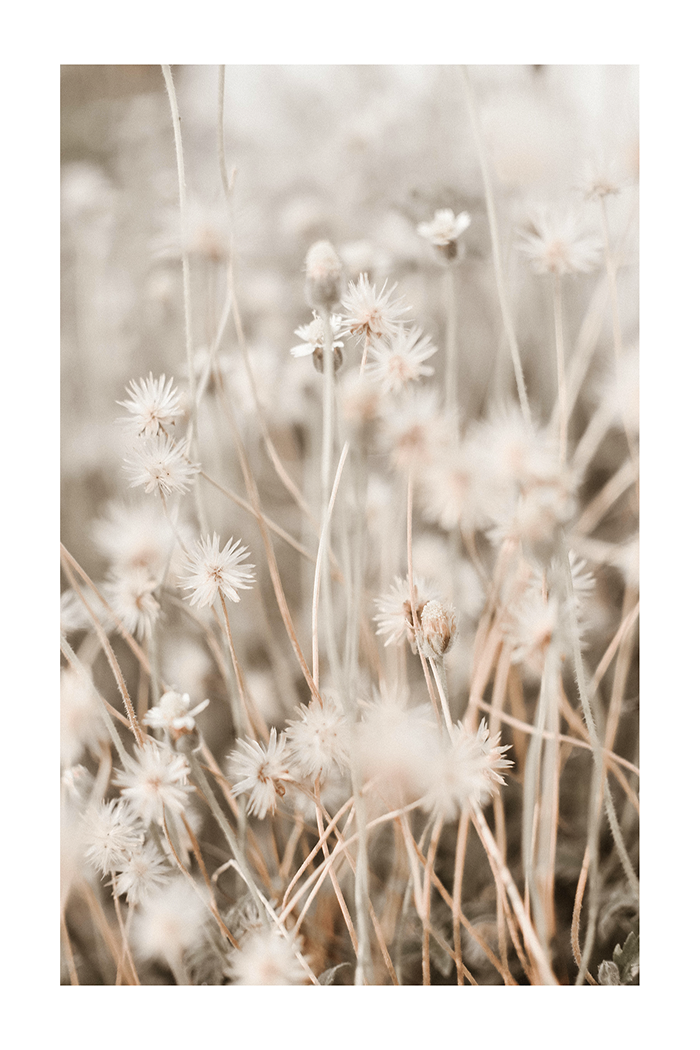Small White Flowers Poster