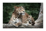 Leopard Poster