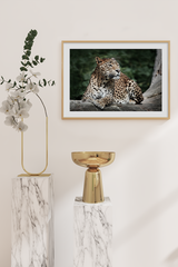 Leopard Poster