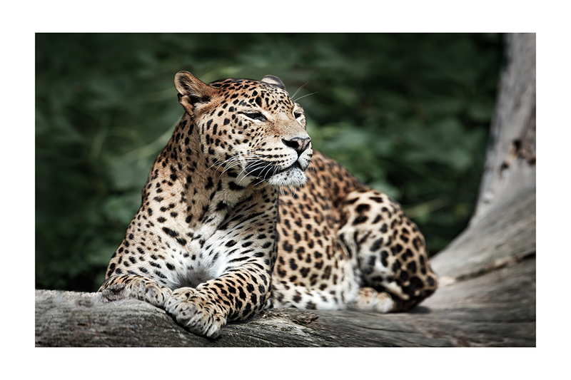 Leopard Poster