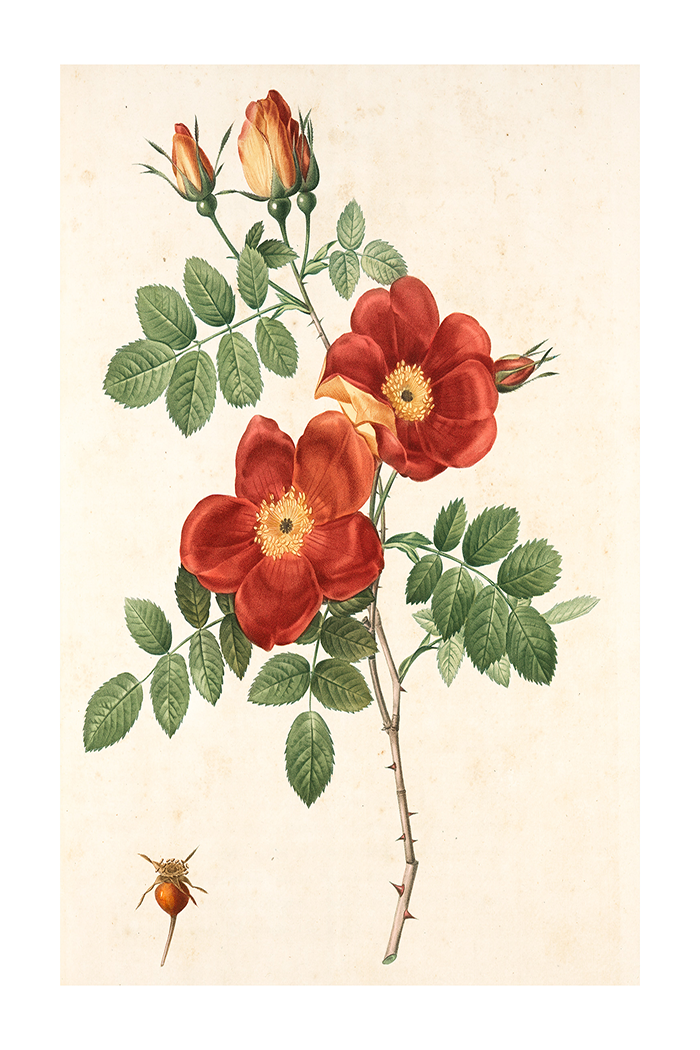 Vintage Floral Poster