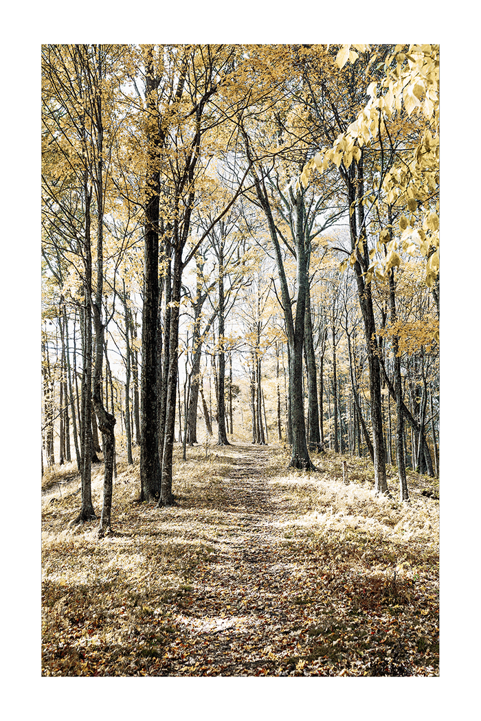 Autumn Grove Poster