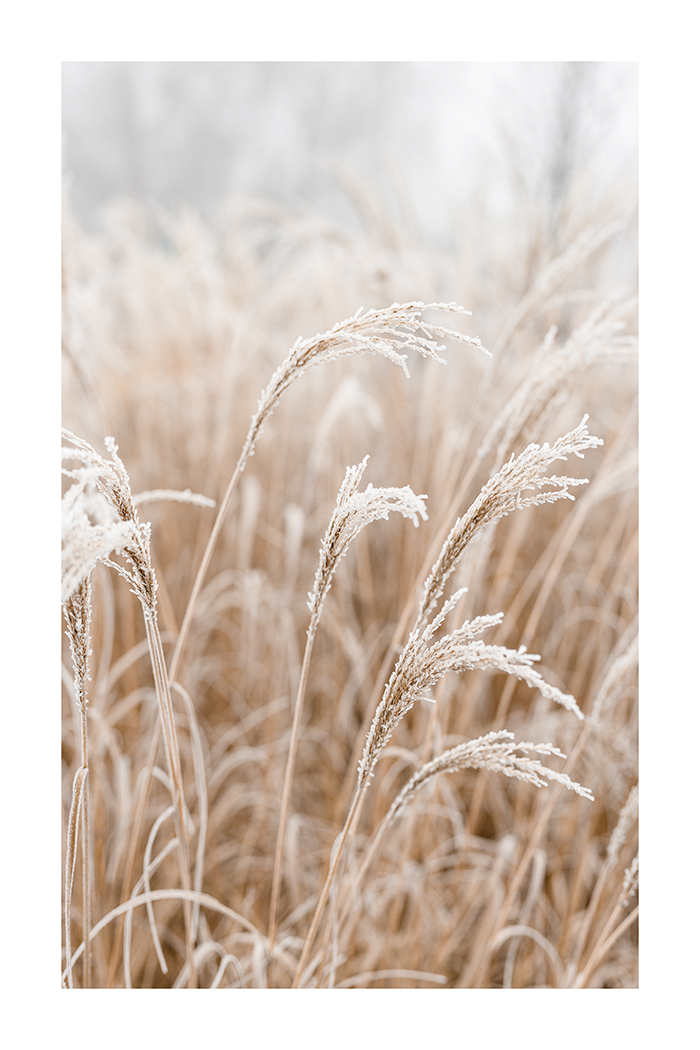Dry Grass Close Up Poster No.3