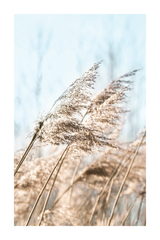 Reed in the Wind Poster