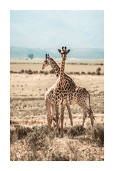 Two Giraffes Poster